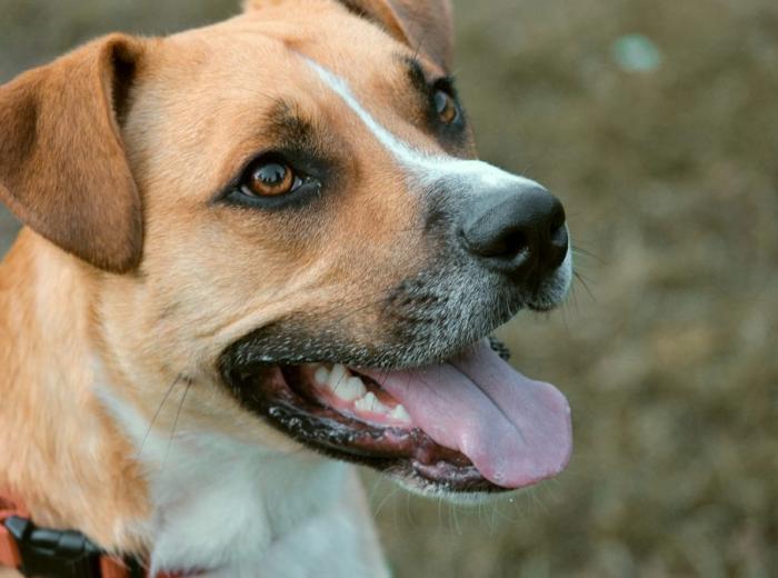 dog_3880968_1280_1080_675.jpg
