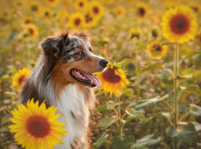 dog_4504013_1280_1080_675.jpg dog_4504013_1280_1080_675.jpg