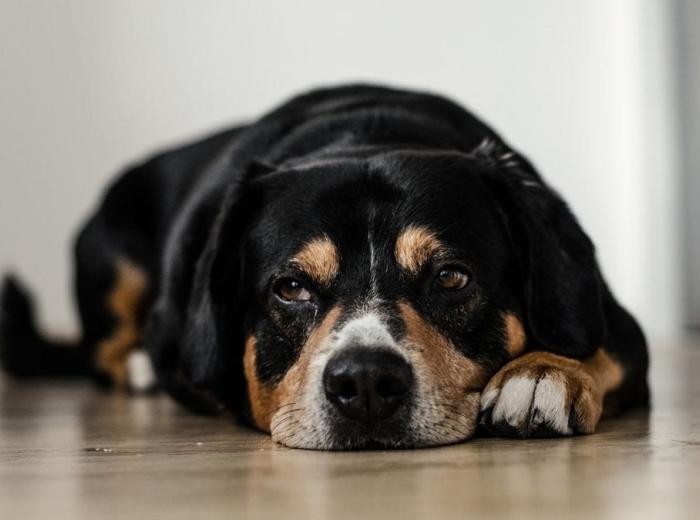 dog_691641_1280_1080_675.jpg