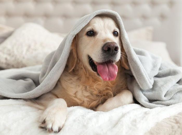 dog_blankets_1080_675.jpg