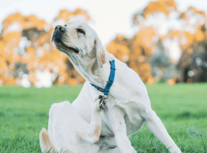dog_scratching_700_675 dog_scratching_700_675