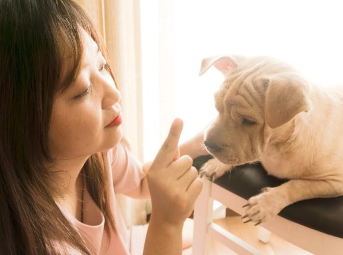 January is National Train Your Dog Month!