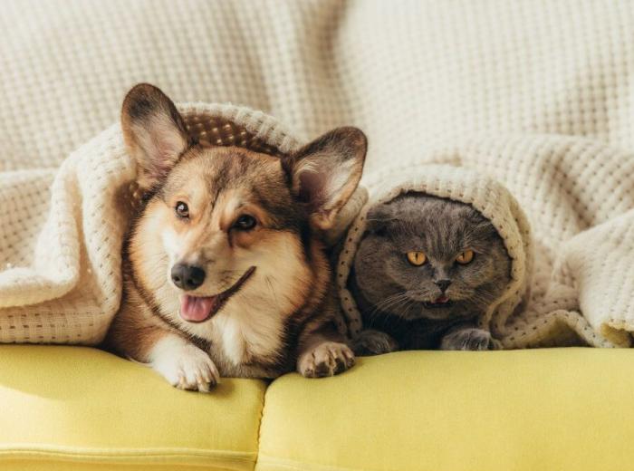 pet_vaccine_1_1080_675.jpg