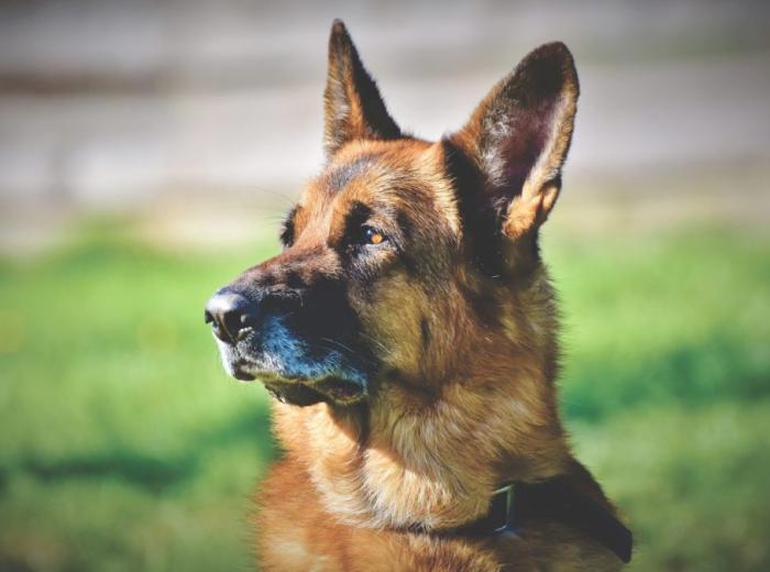 shepherd_dog_4074699_1920_1080_675.jpg