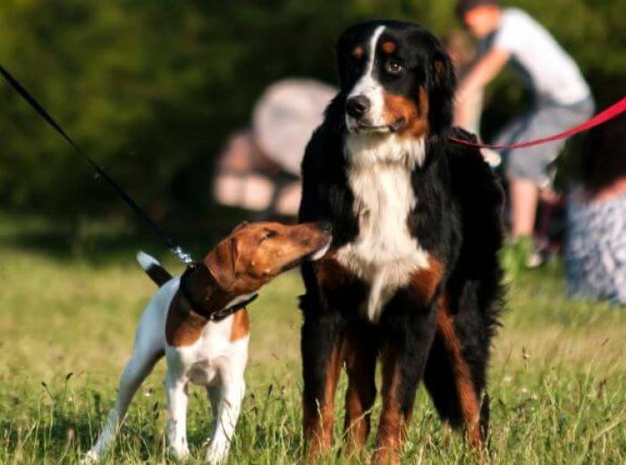 How to Introduce Dogs to Each Other: Expert Tips for a Positive First Encounter Two dogs on leashes meeting each other