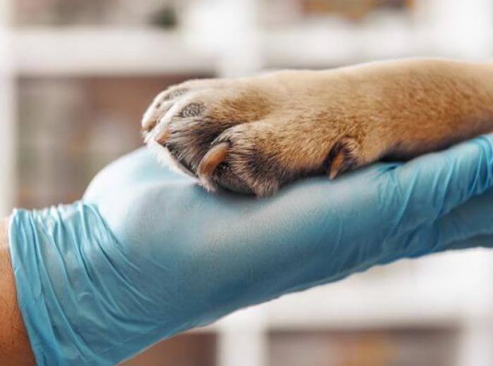 A veterinarian's gloved hand holding a dog's paw