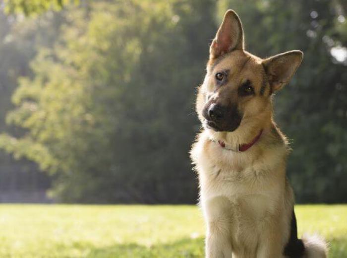 German Shepherd dog, a breed prone to osteosarcoma in dogs