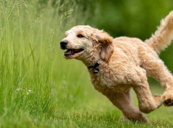 The Hidden Risks of Foxtails for Dogs