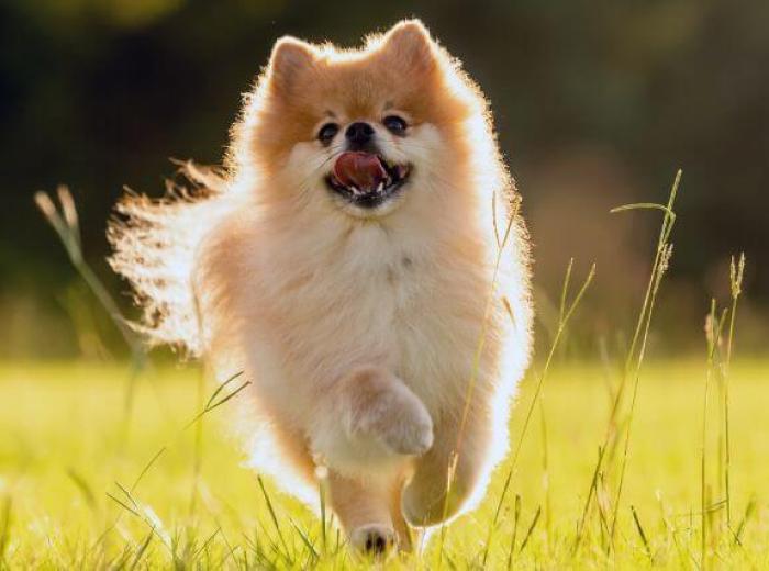 A dog running outside, at risk for fleas and ticks