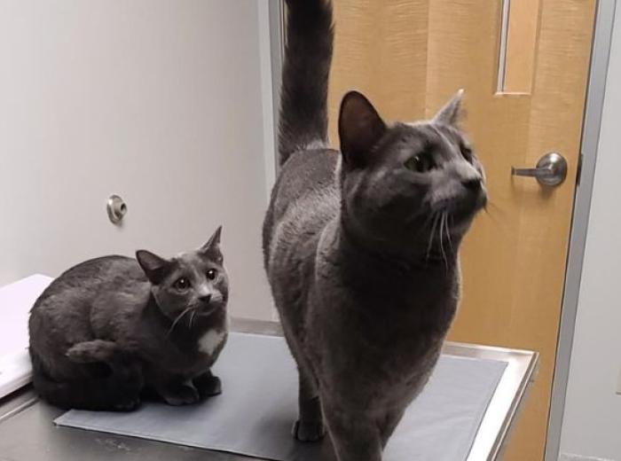 Two cats at the vets office
