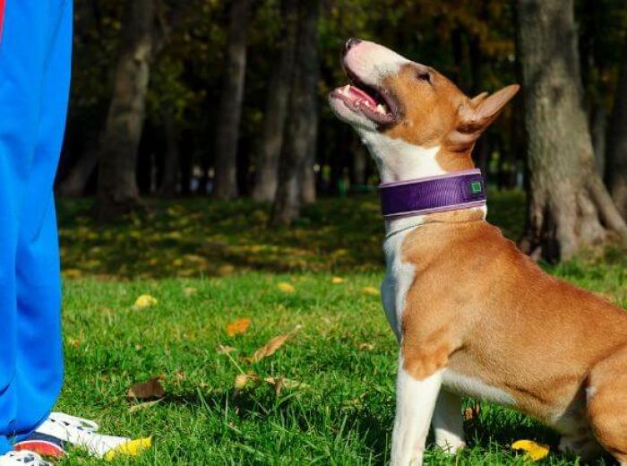 A bull terrier dog training with its owner outside.