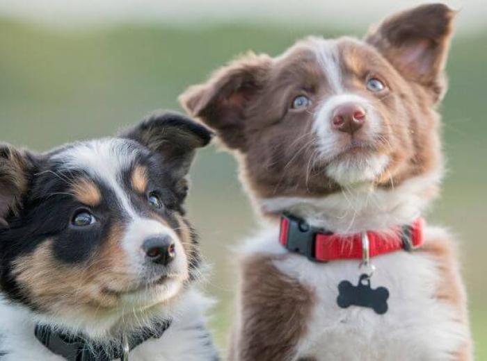 Two dogs sitting outside, both on puppy vaccine schedules