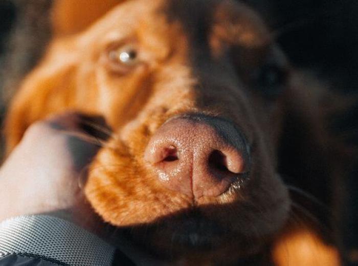 A close up of a dogs head being held in its owners hands