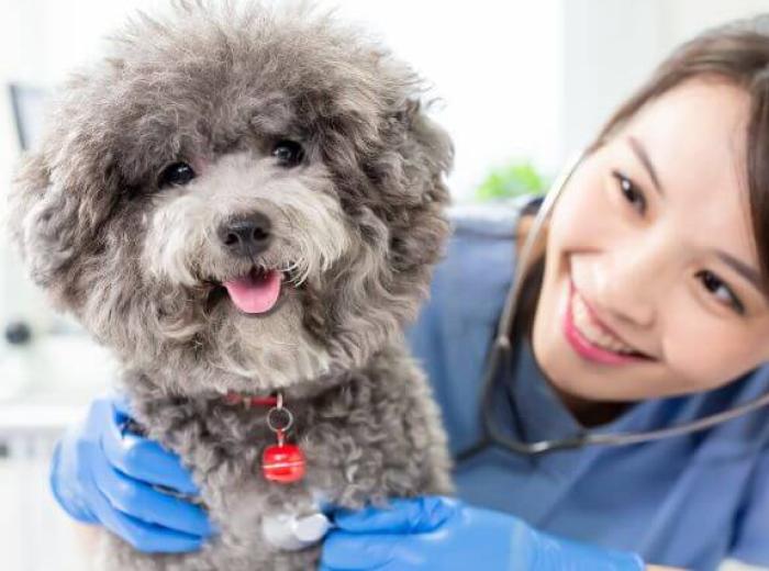 A dog having its heart checked at the vet for heart conditions in dogs