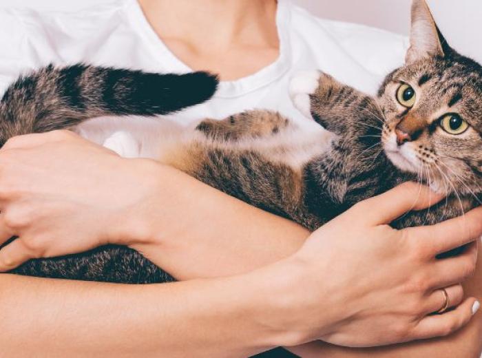 An owner holding their new cat