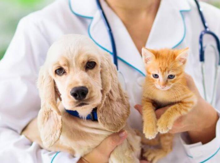 Dog and cat at the vet for pet blood test