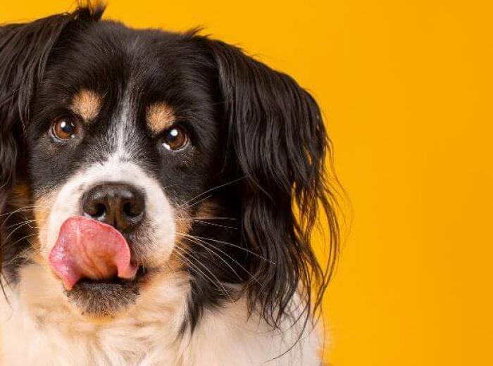 Dog licking its nose. Why do dogs lick?