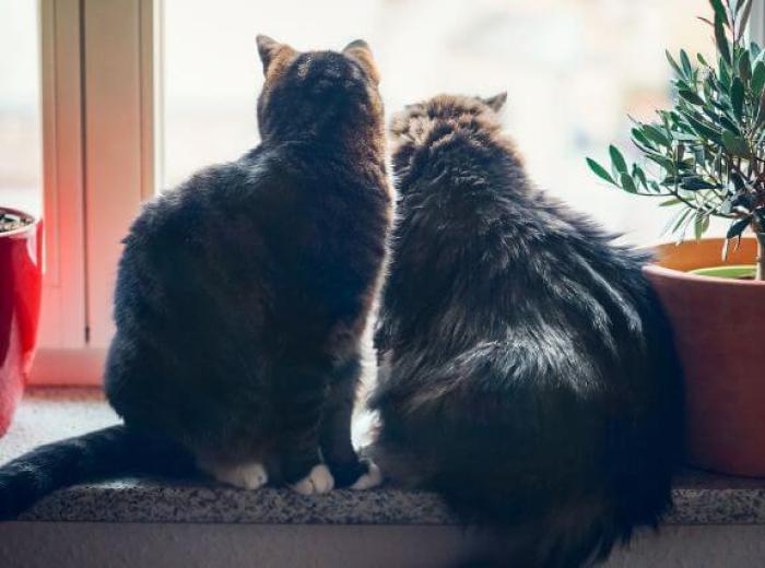 Indoor Cats looking outside.
