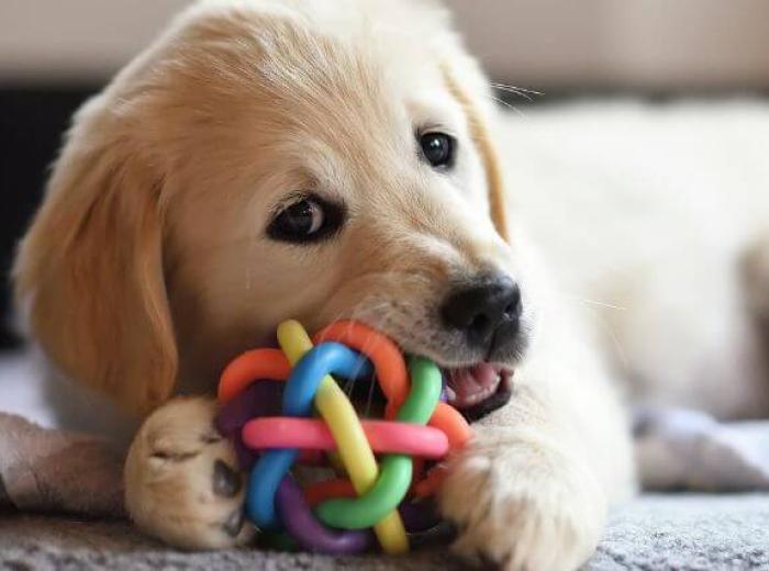 A young dog resource guarding a toy