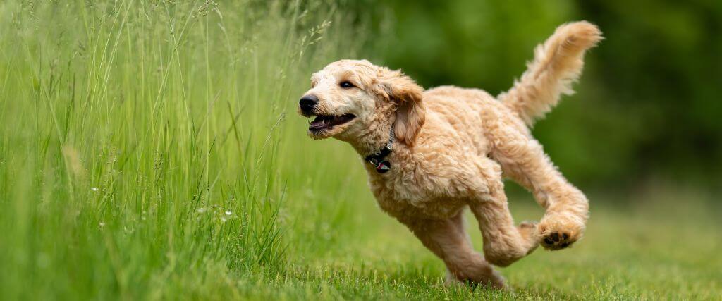 The Hidden Risks of Foxtails for Dogs